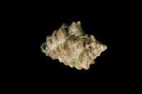 藏品(鐵斑岩螺)的圖片